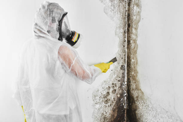 Best White Mold Remediation in Newbern, TN