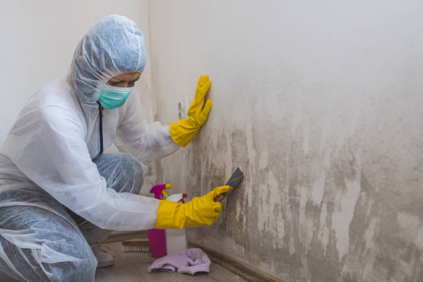 Best HVAC Mold Remediation in Newbern, TN